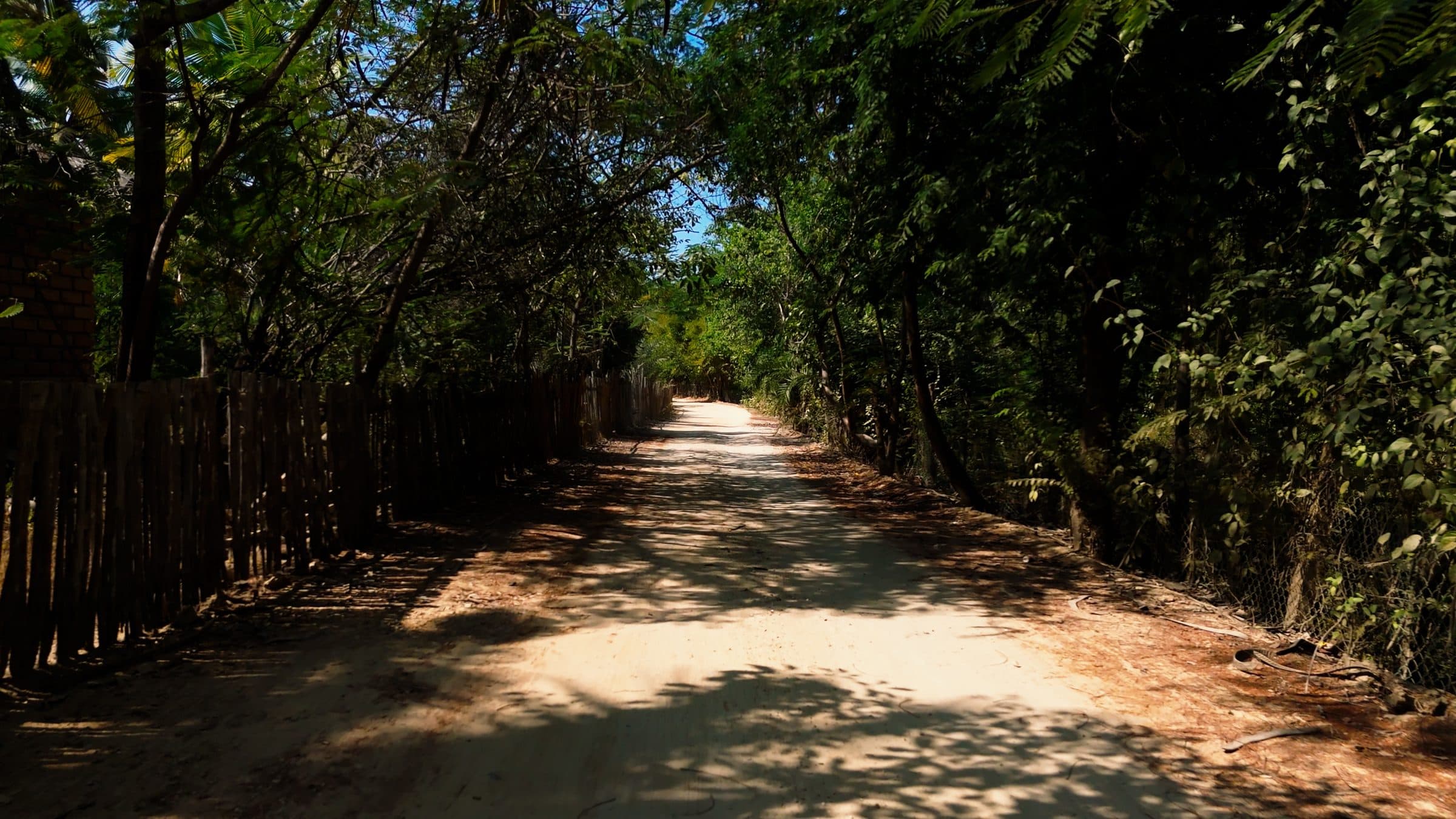 A path through the coconut grove